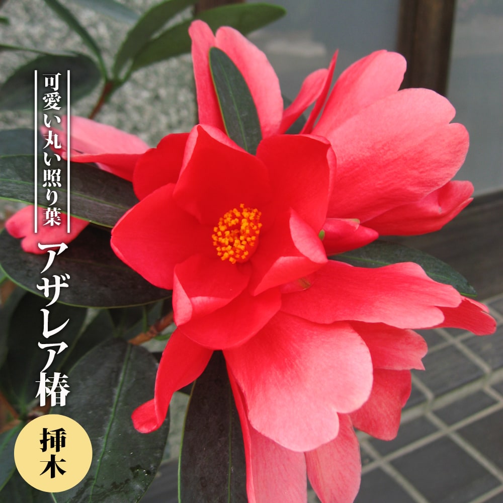 椿 アザレア椿 