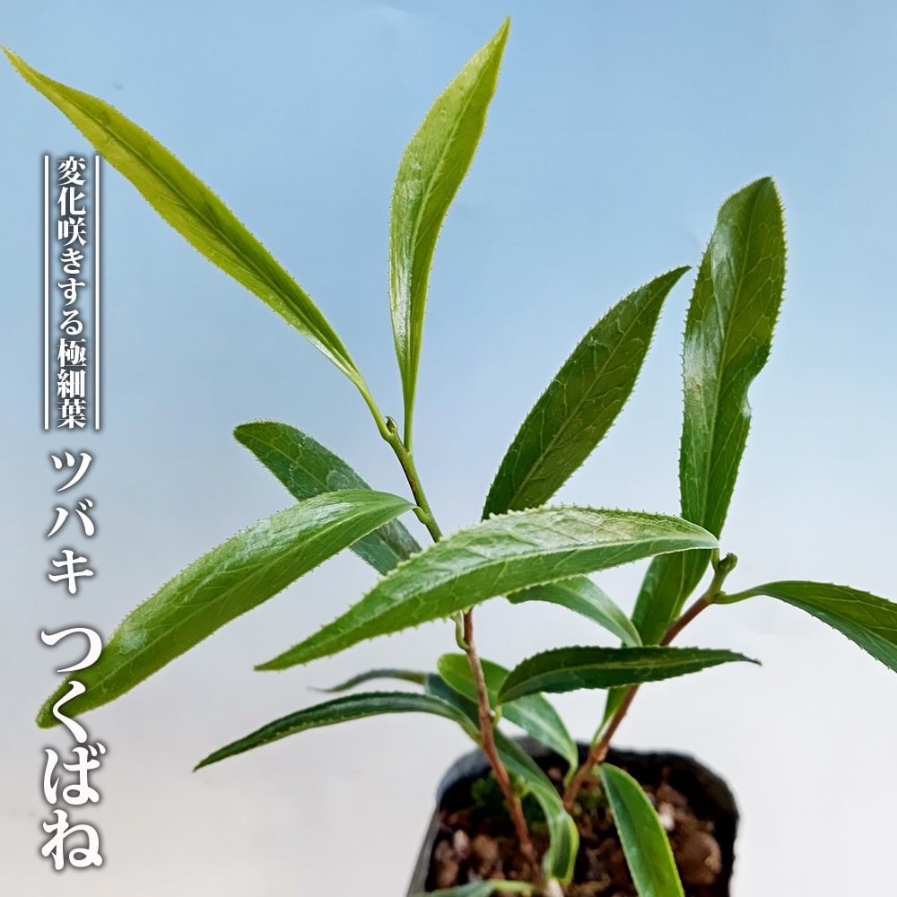 椿 つくばね 