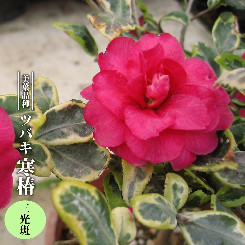 椿 寒椿 三光斑 