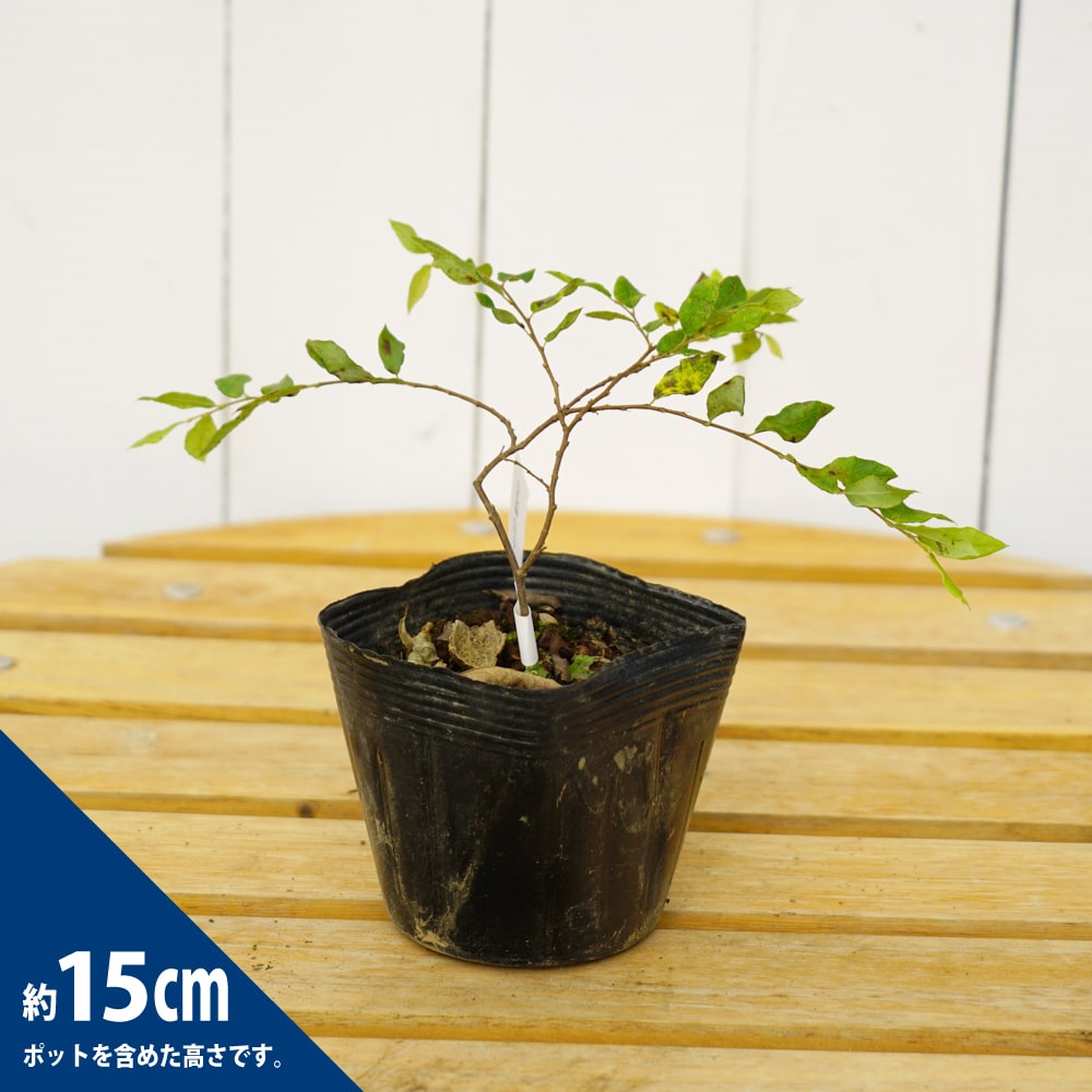 トキワマンサク 緑水 PVP 苗 販売 苗木部 By 花ひろばオンライン