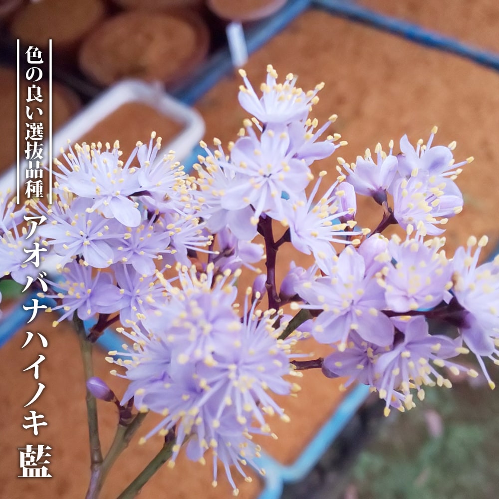 アオバナハイノキ 藍 苗 販売 苗木部 By 花ひろばオンライン