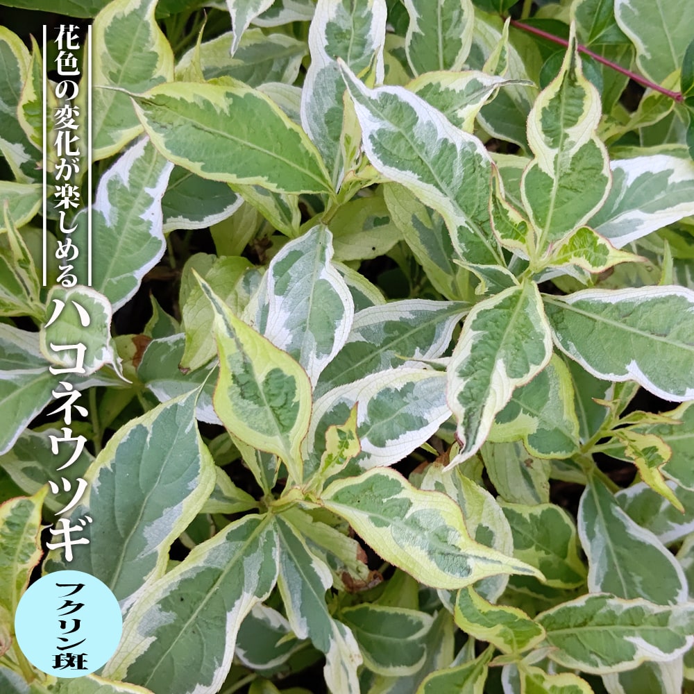 ハコネウツギ フクリン斑
 