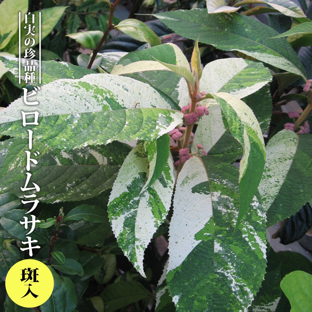 トキワマンサク 舞龍
 