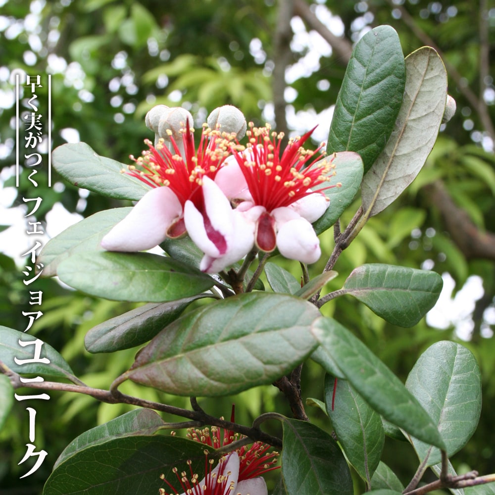 フェイジョア　ユニーク