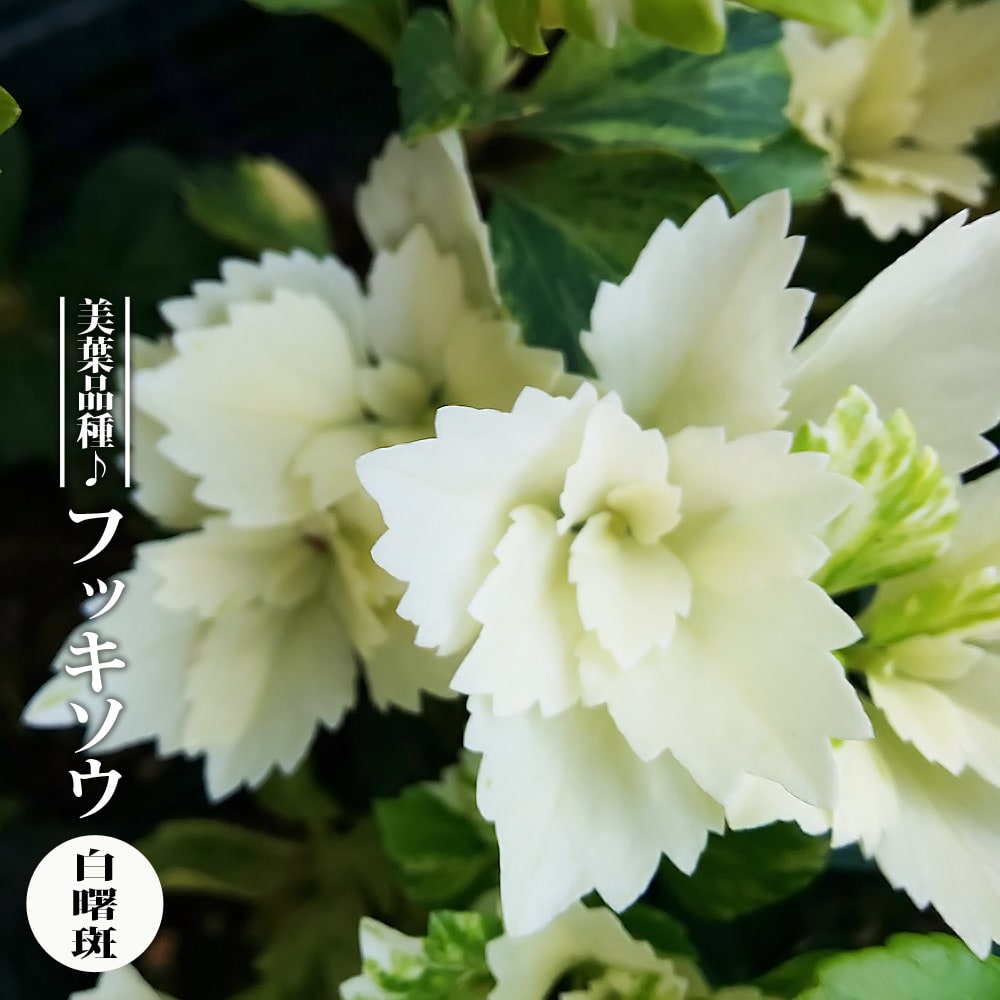 フッキソウ 曙斑 