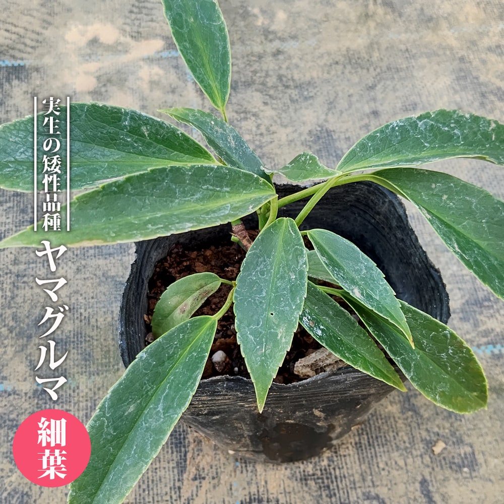 ヤマグルマ 細葉