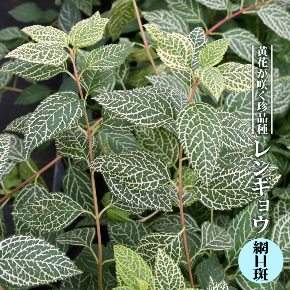レンギョウ 網目斑 