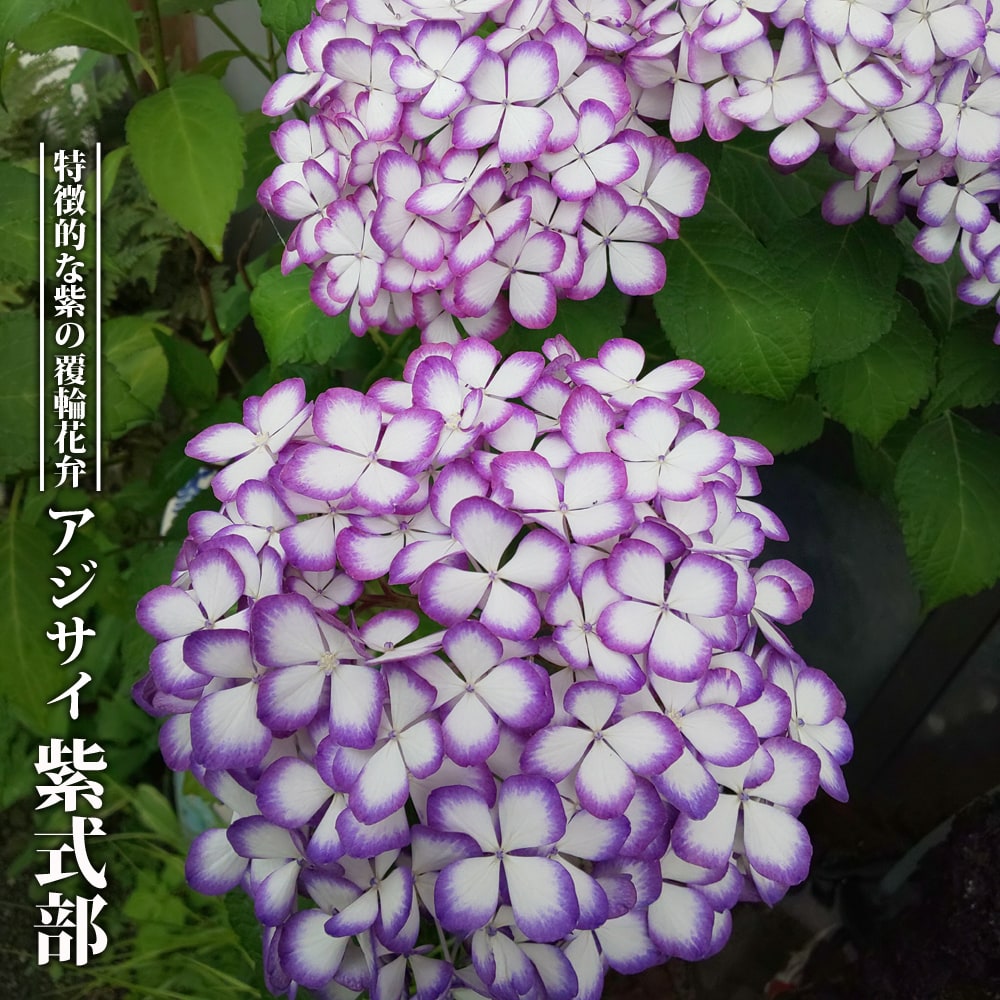 てまりアジサイ　紫式部