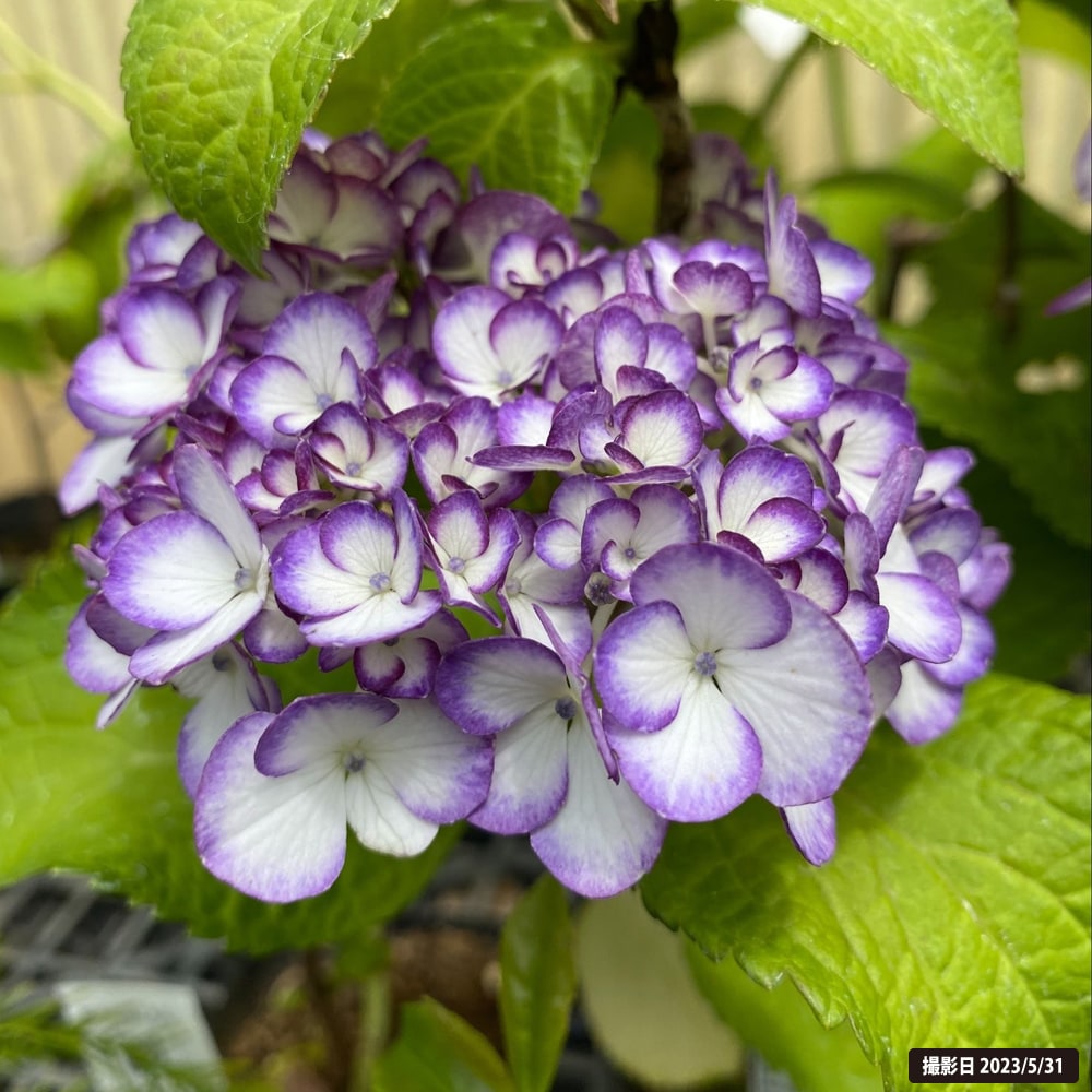 アジサイ 紫式部 4