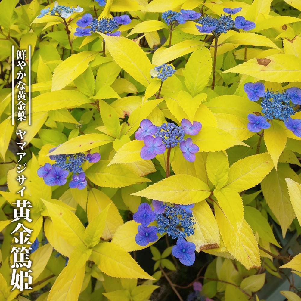ヤマアジサイ 【黄金篤姫】