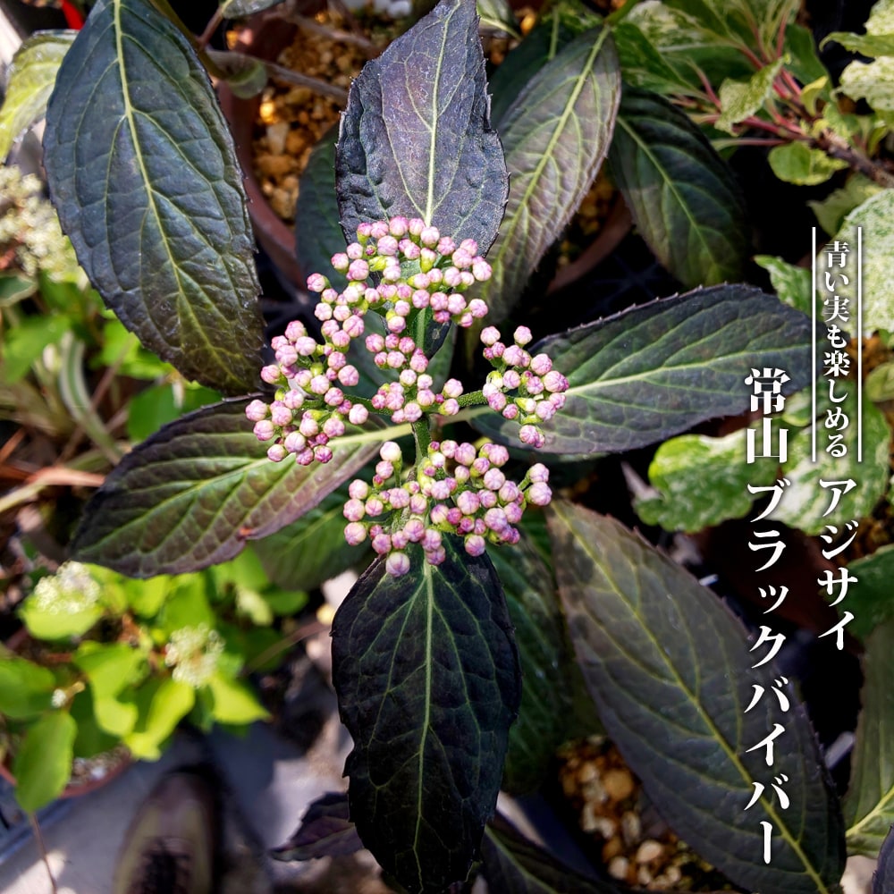 アジサイ 常山 ブラックバイバー