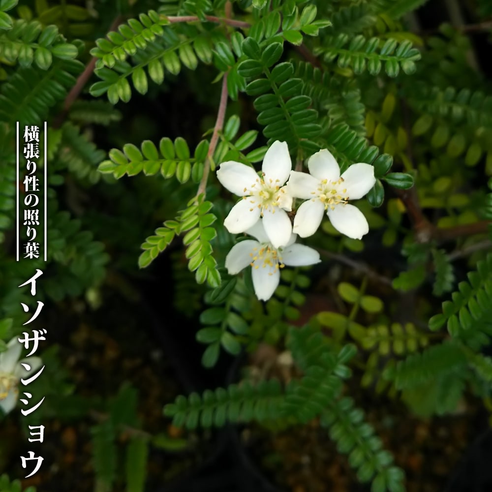 イソザンショウ イソザンショウ 交配種 