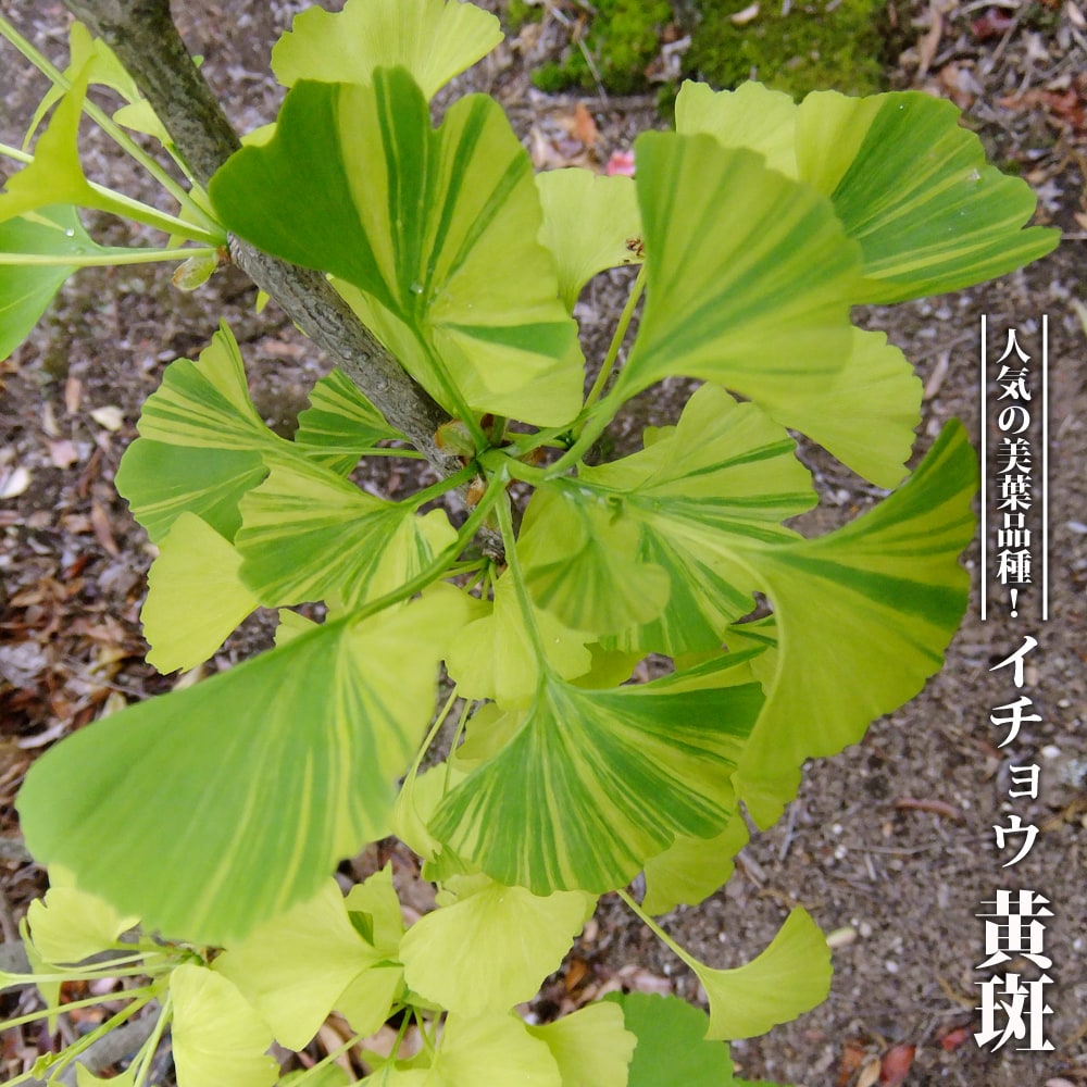 銀杏 黄斑 