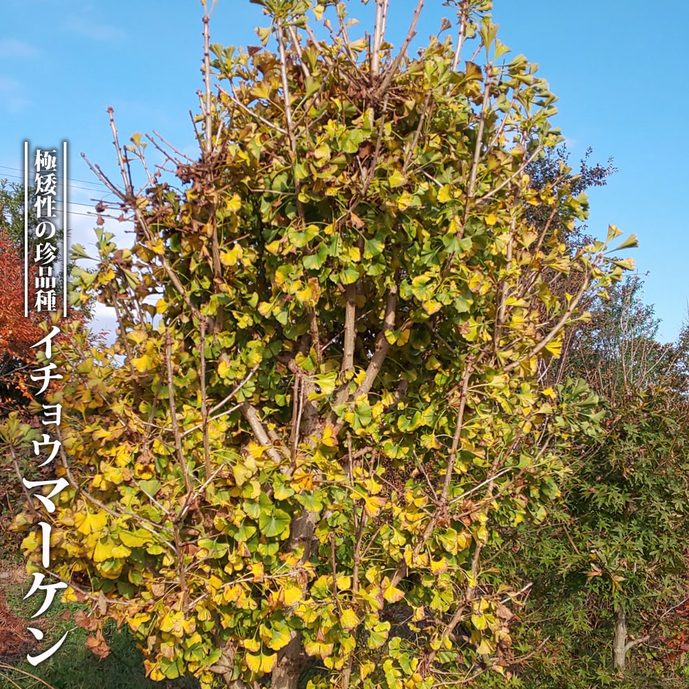 イチョウ 【マーケン】 3.5ポット苗