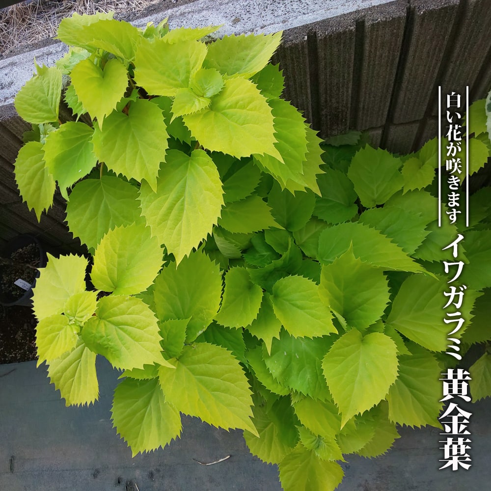 イワガラミ 黄金葉 