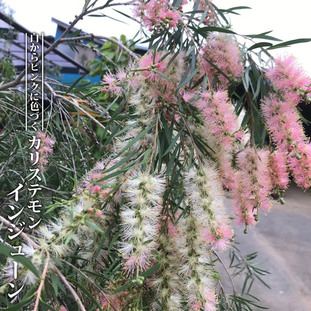キンンポウジュ インジューン 