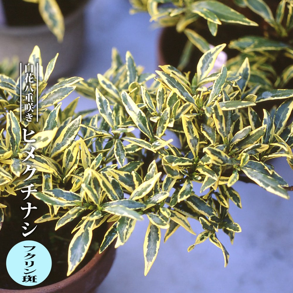 クチナシ ヒメクチナシ フクリン斑 1