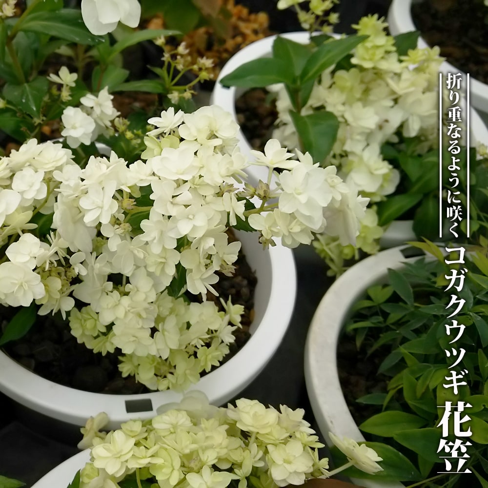 コガクウツギ 花笠 
