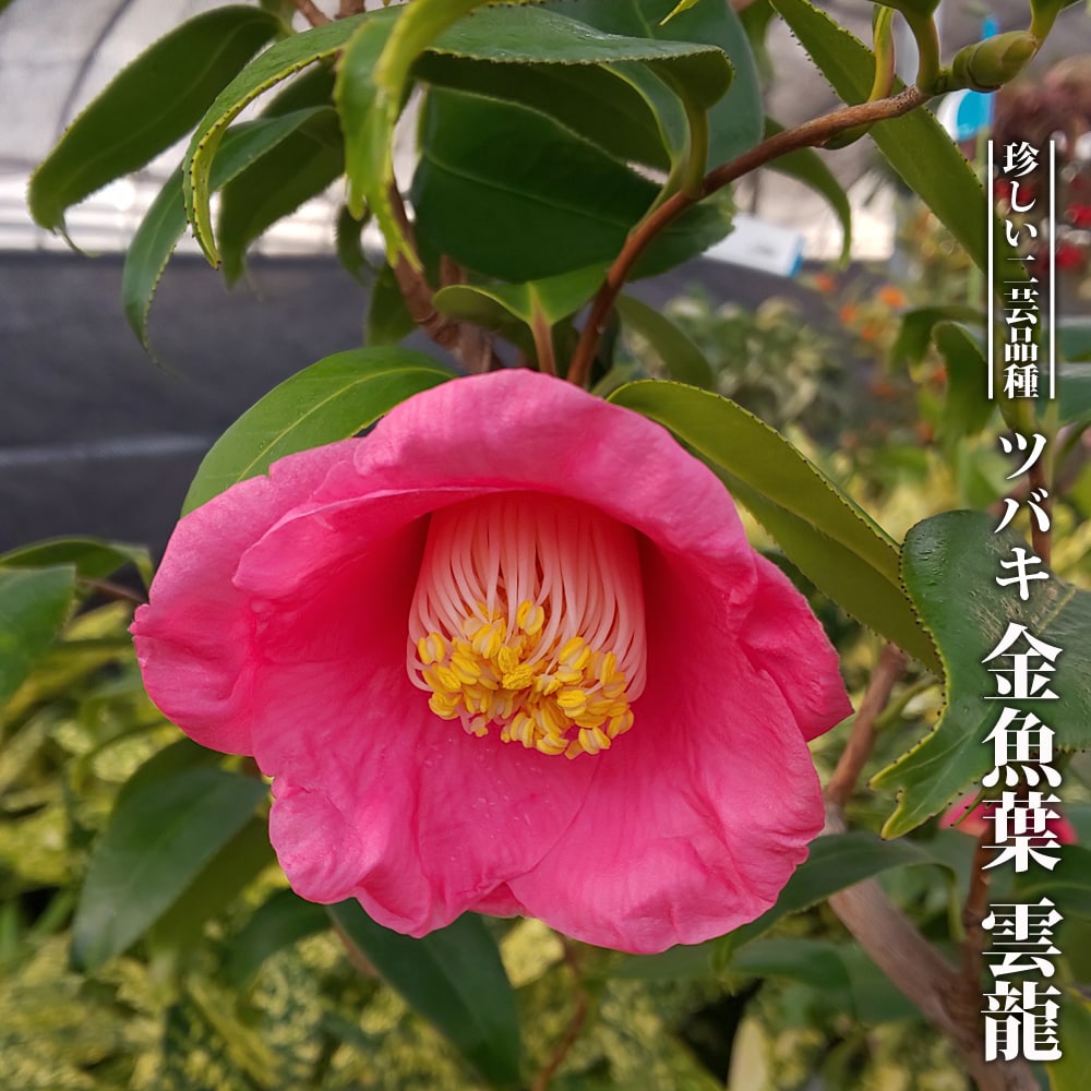 椿 金魚葉 雲竜 