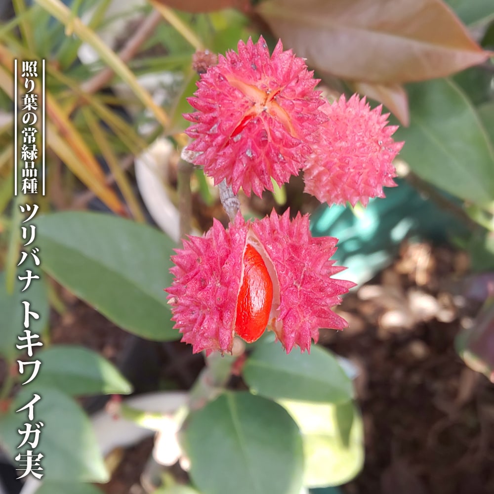 ツリバナ トキワ イガ実 