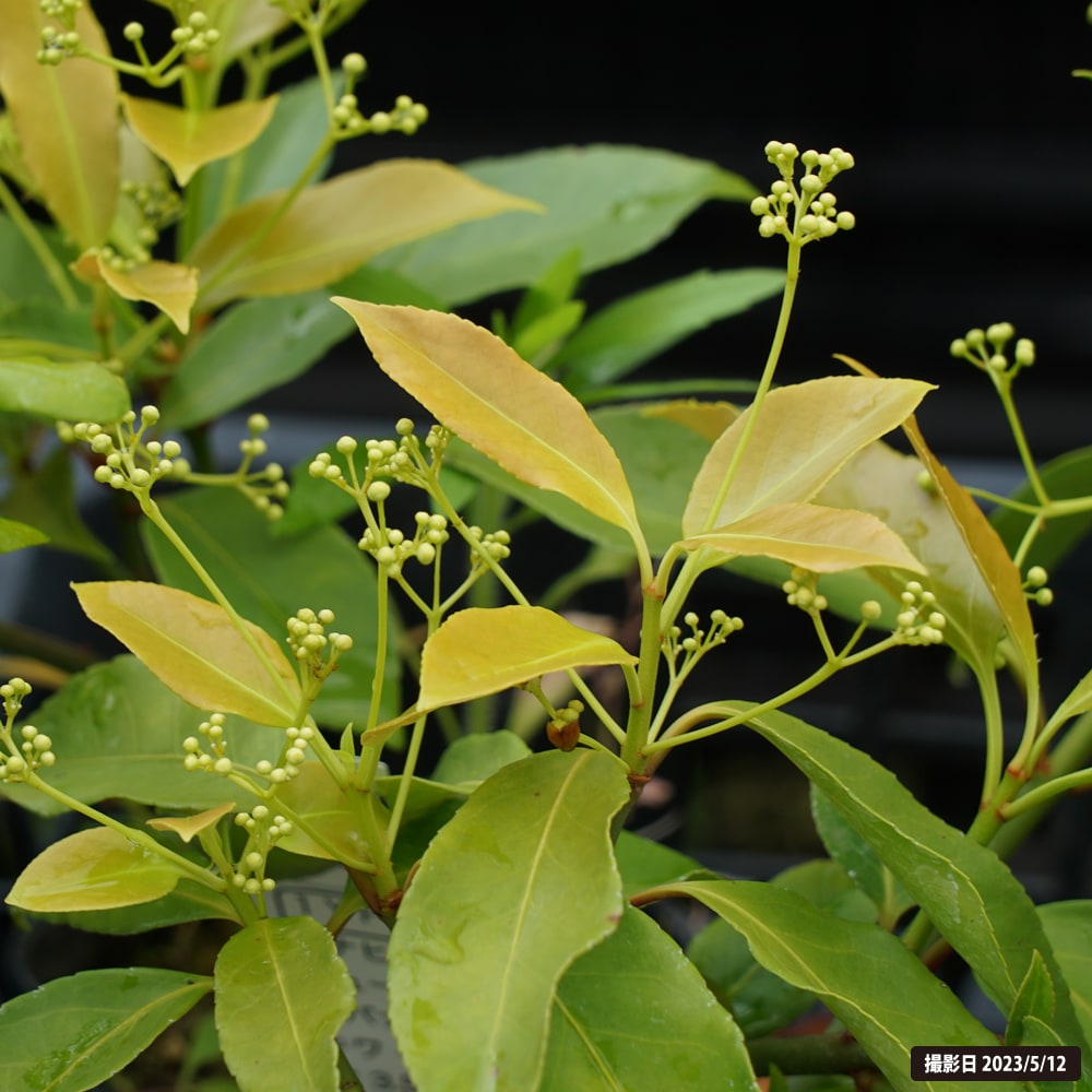 ツリバナ トキワ イガ実 3