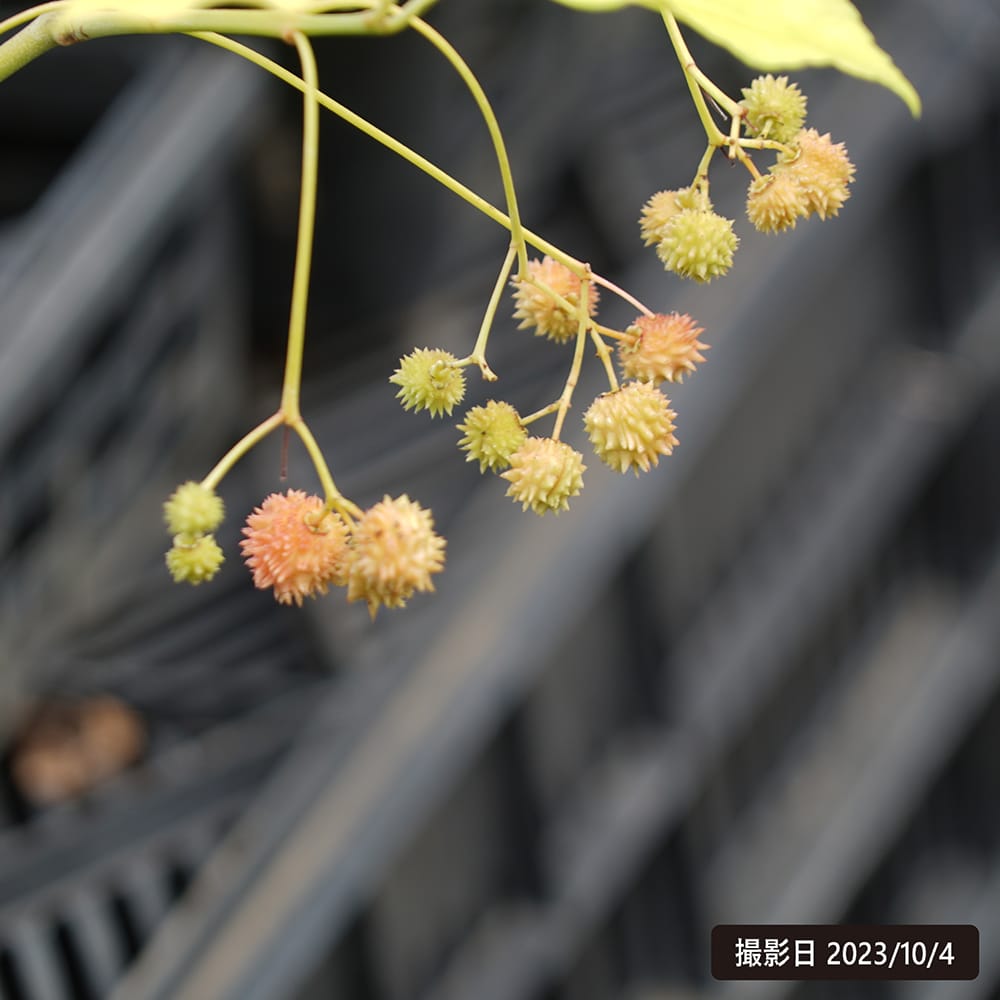 ツリバナ トキワ イガ実 2