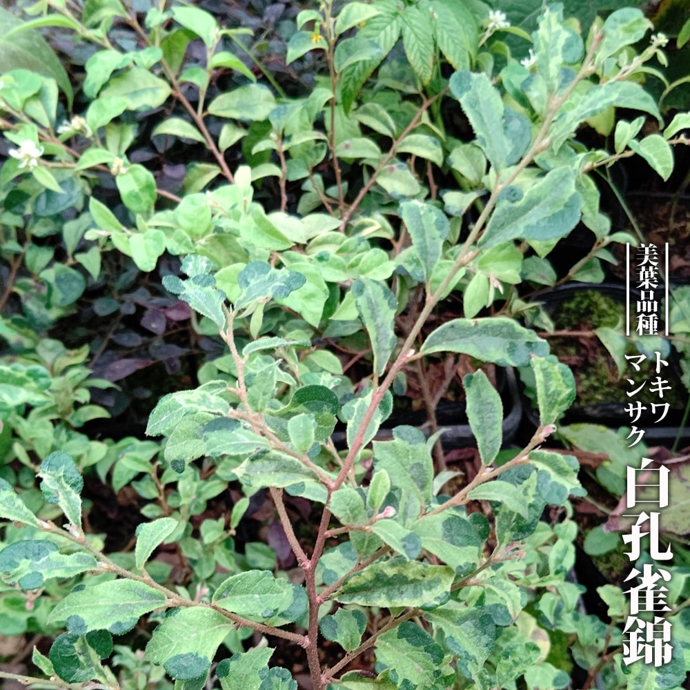 トキワマンサク 白孔雀錦 