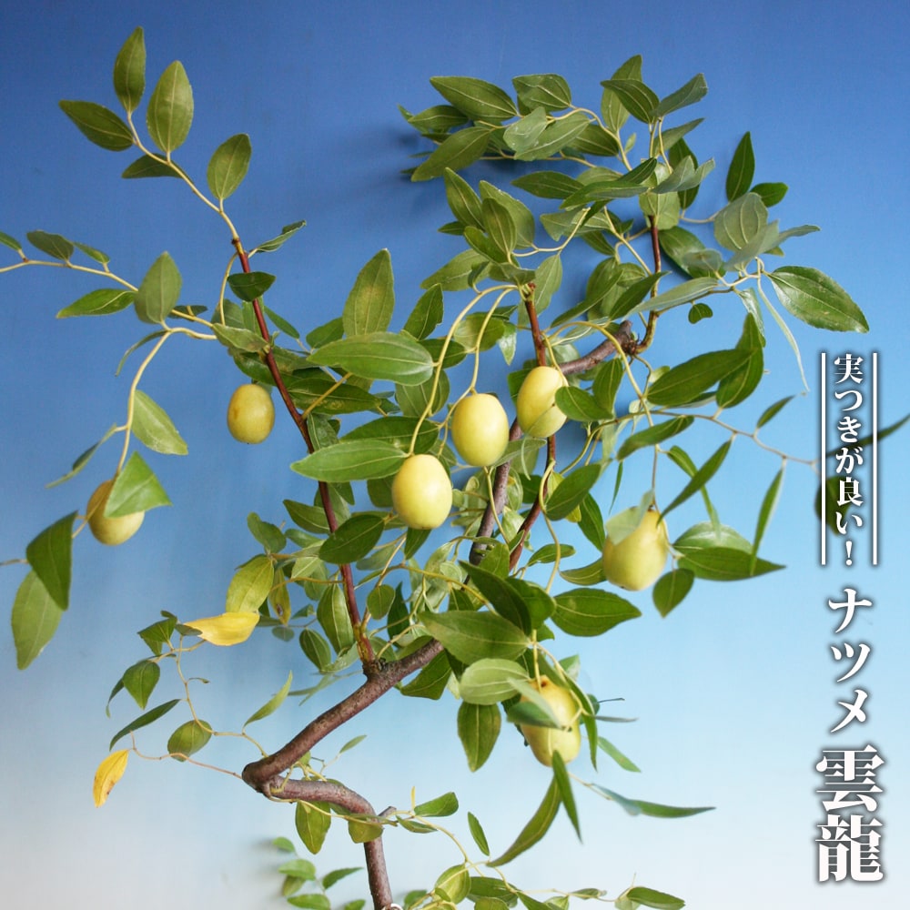 ナツメ 雲竜 1