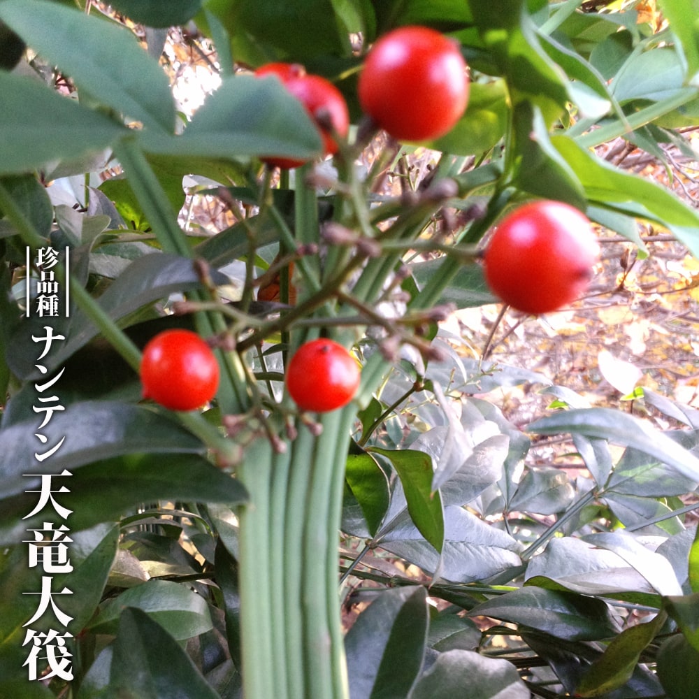 ナンテン 天竜大筏 