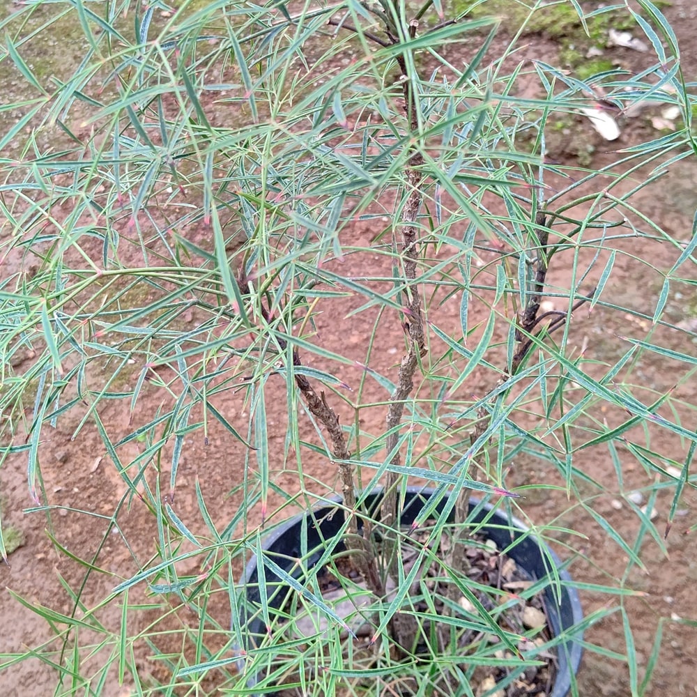 ナンテン 織姫 1