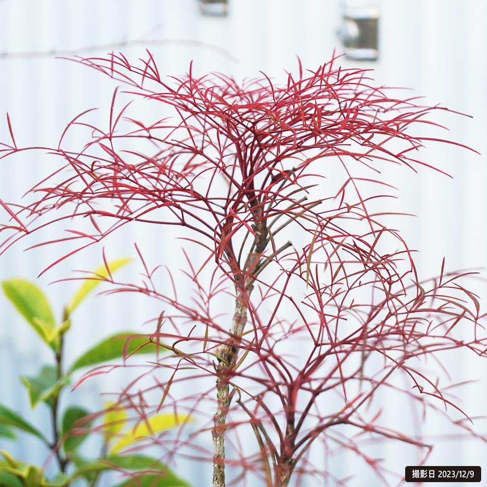 ナンテン 織姫 2