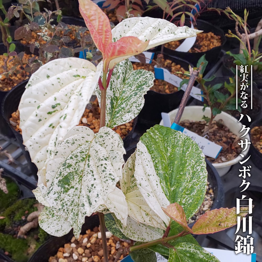 ハクサンボク 白川錦 