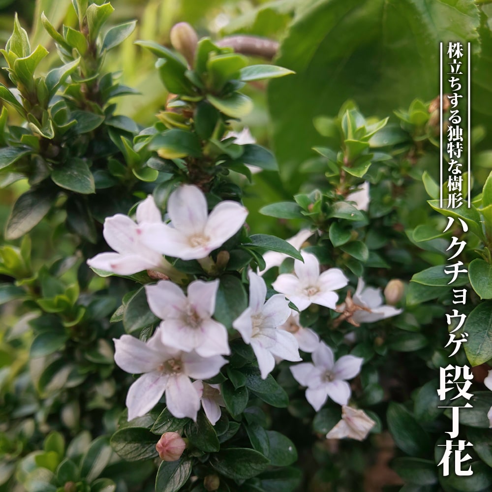 ハクチョウゲ 段丁花 