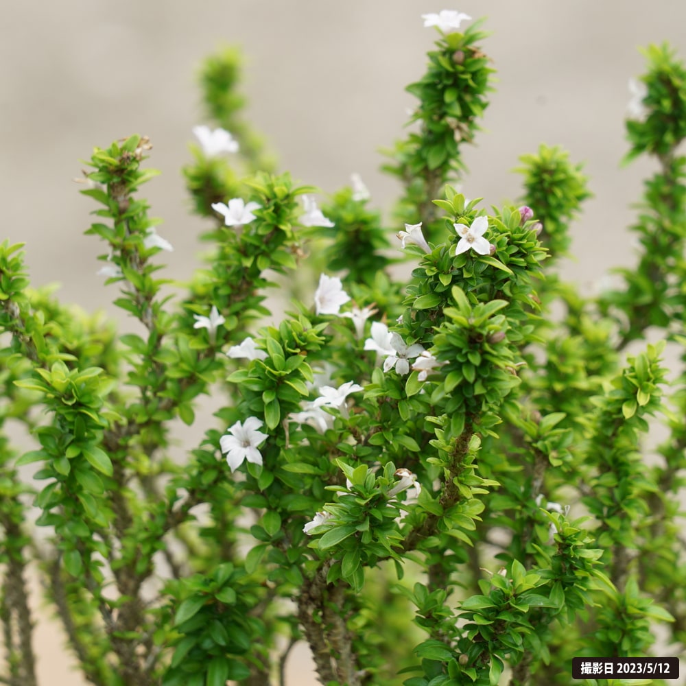 ハクチョウゲ 段丁花 5