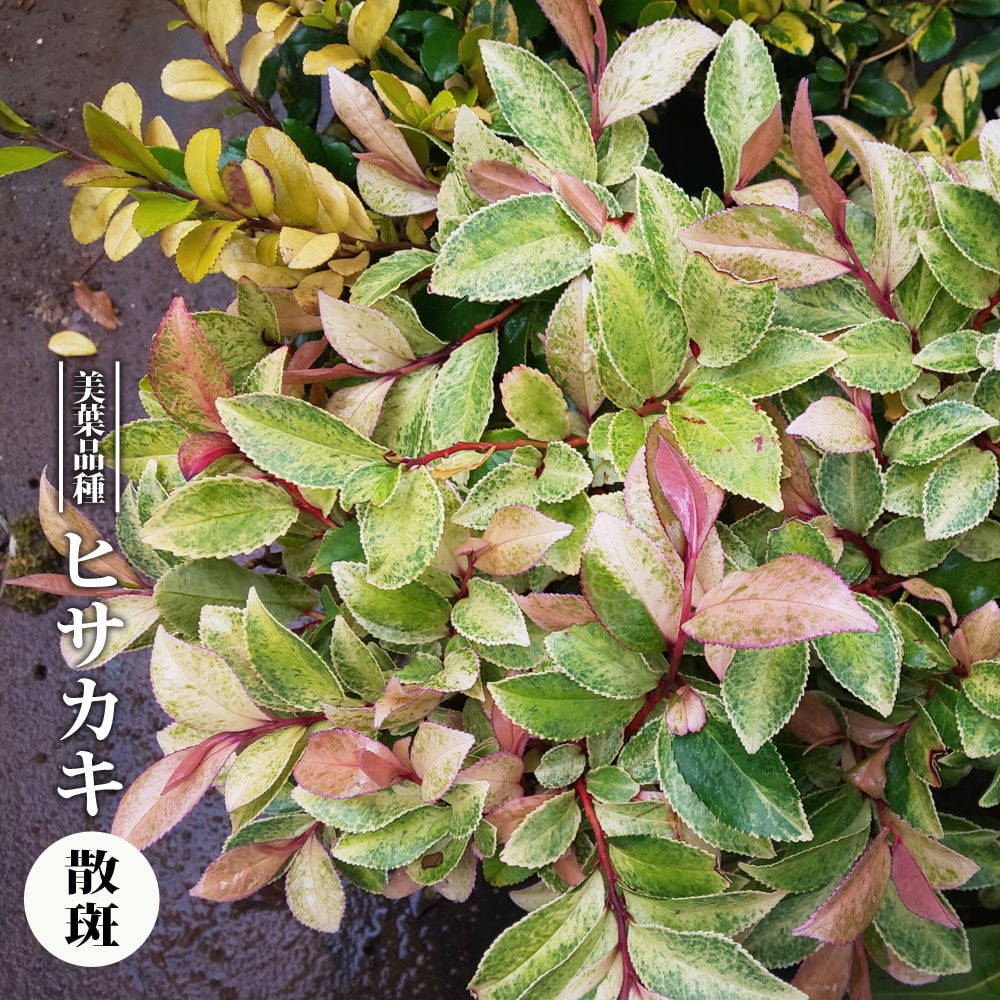 ヒサカキ 散斑 
