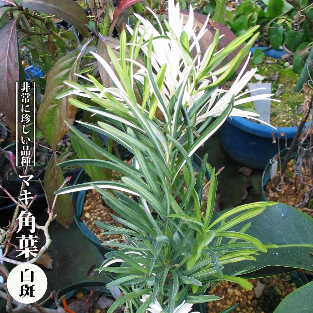 マキ 角葉 白斑 