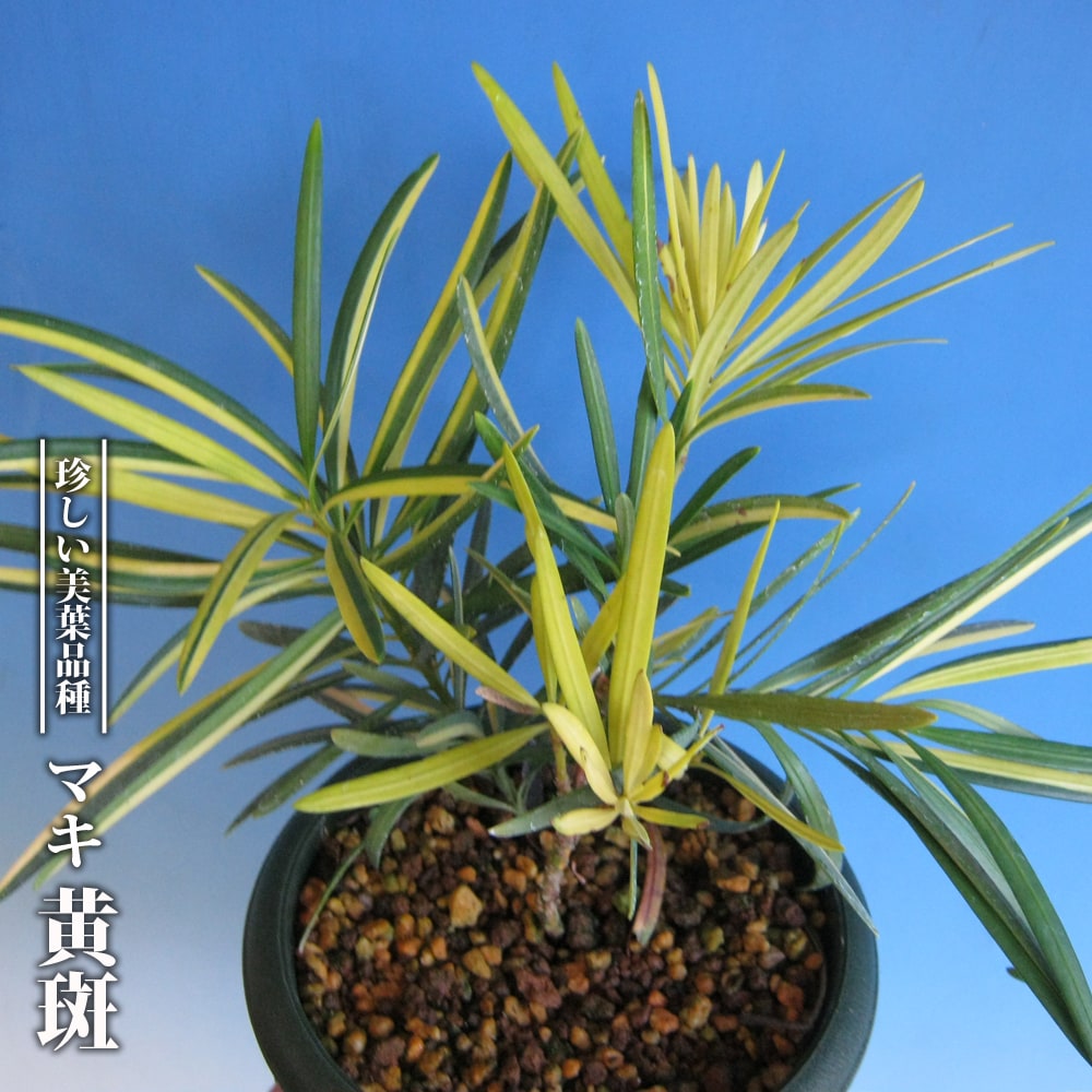 マキ  斑 1