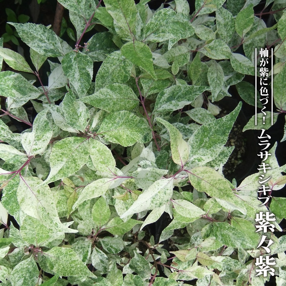 ムラサキシキブ 紫々紫 
