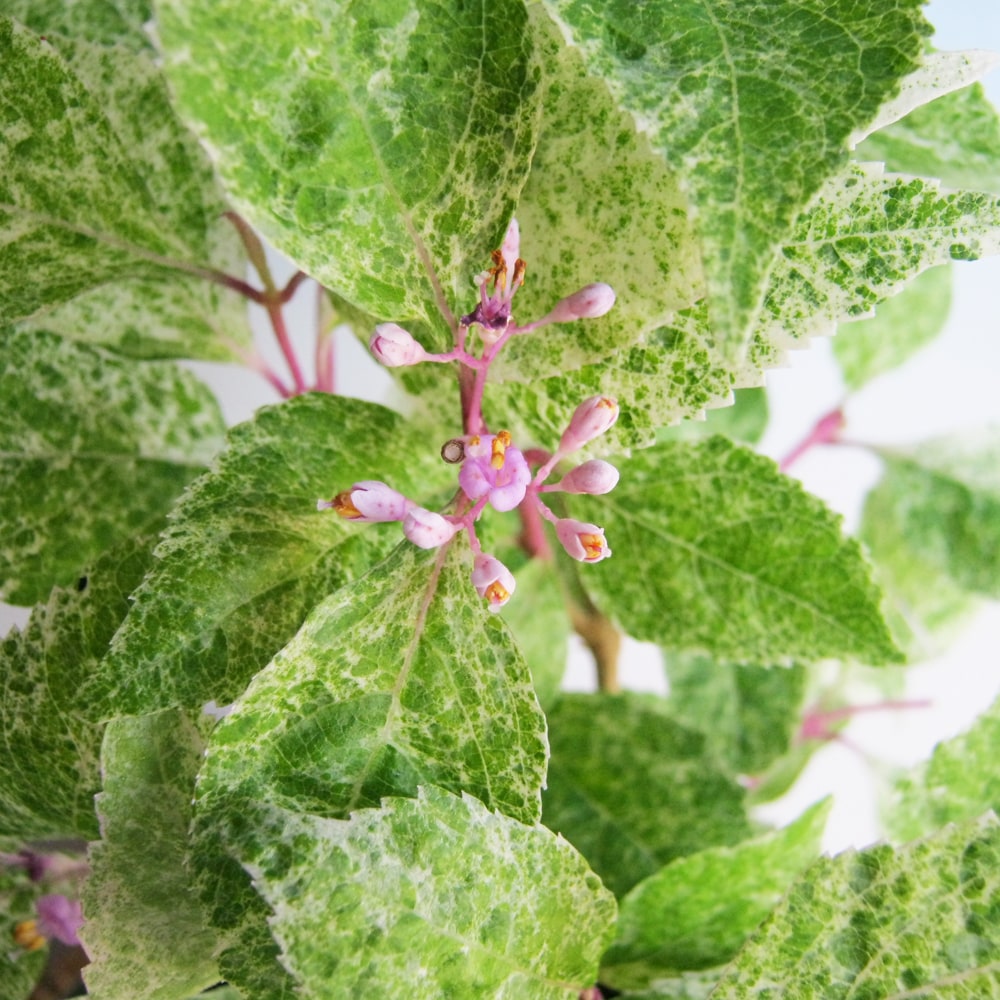 ムラサキシキブ 紫々紫 （シジムラサキ） 1