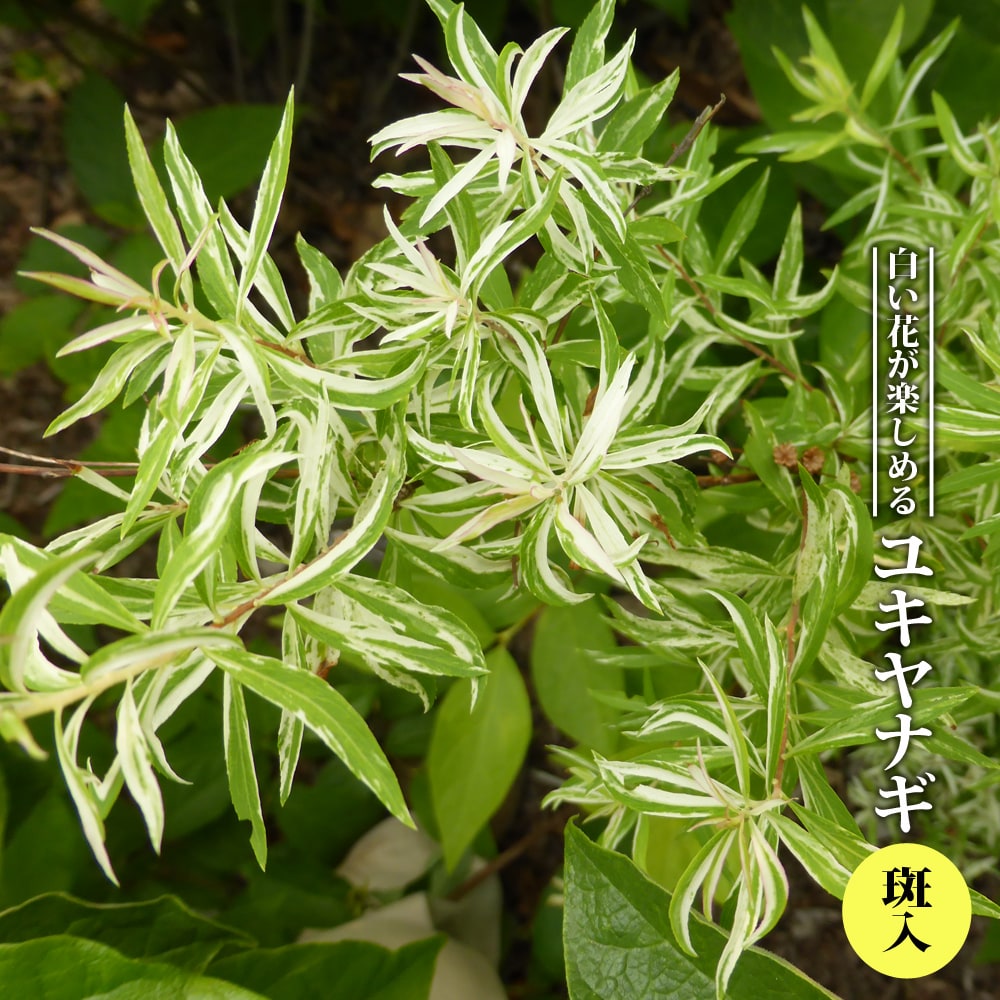 ユキヤナギ 斑入り 