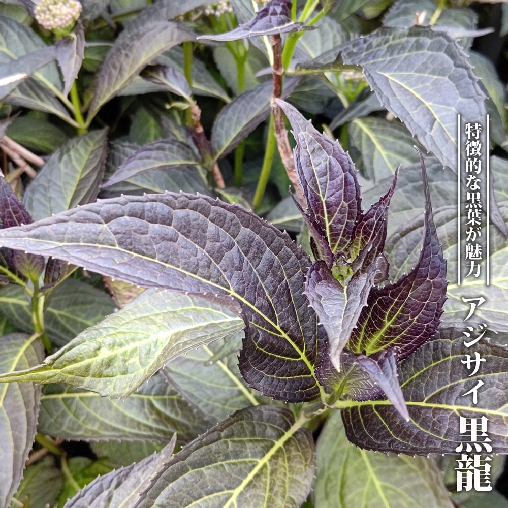 アジサイ 黒龍 