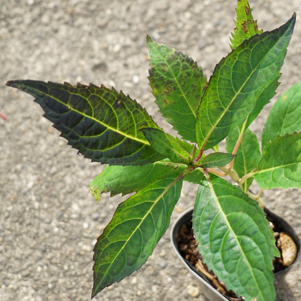 アジサイ 黒龍 1