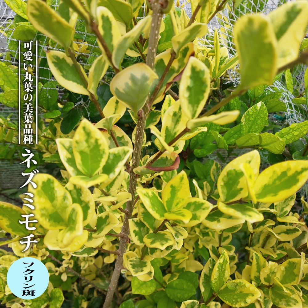 ネズミモチ フクリン斑の通販 苗木部 By 花ひろばオンライン