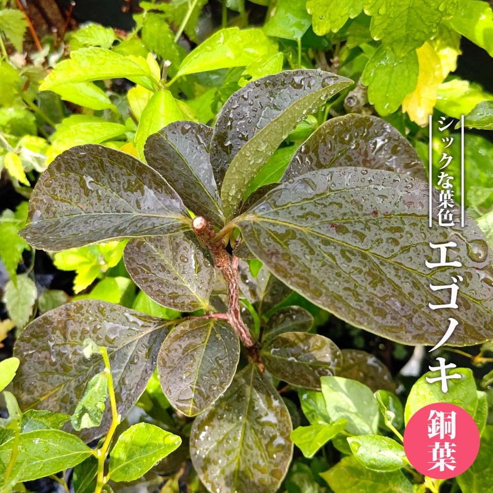 エゴノキ 銅葉 