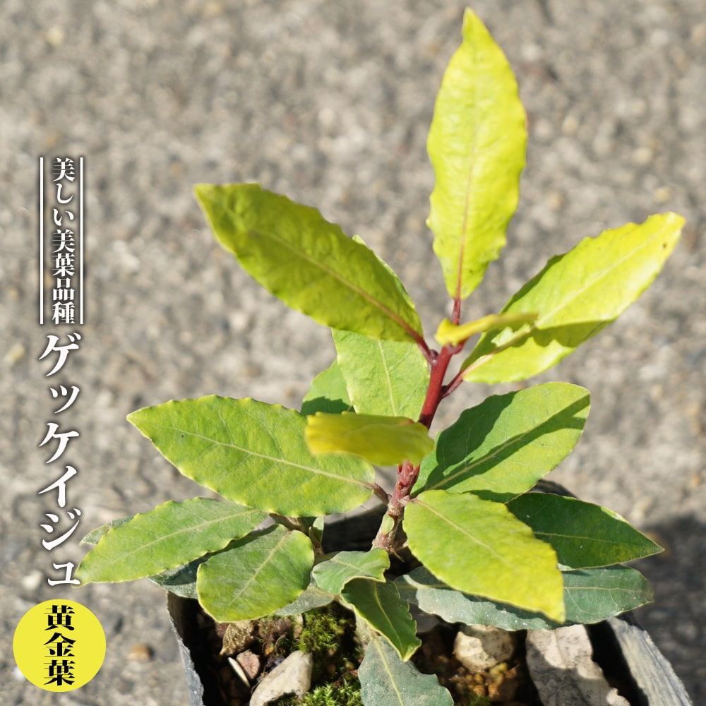 ゲッケイジュ 黄金葉 