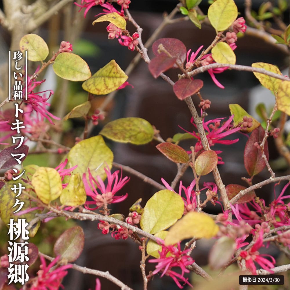 トキワマンサク 桃源郷 