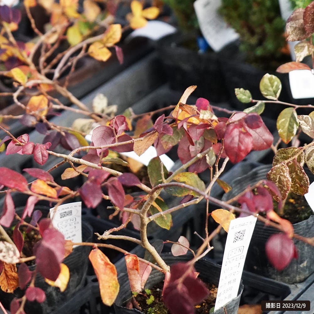 トキワマンサク 桃源郷 1