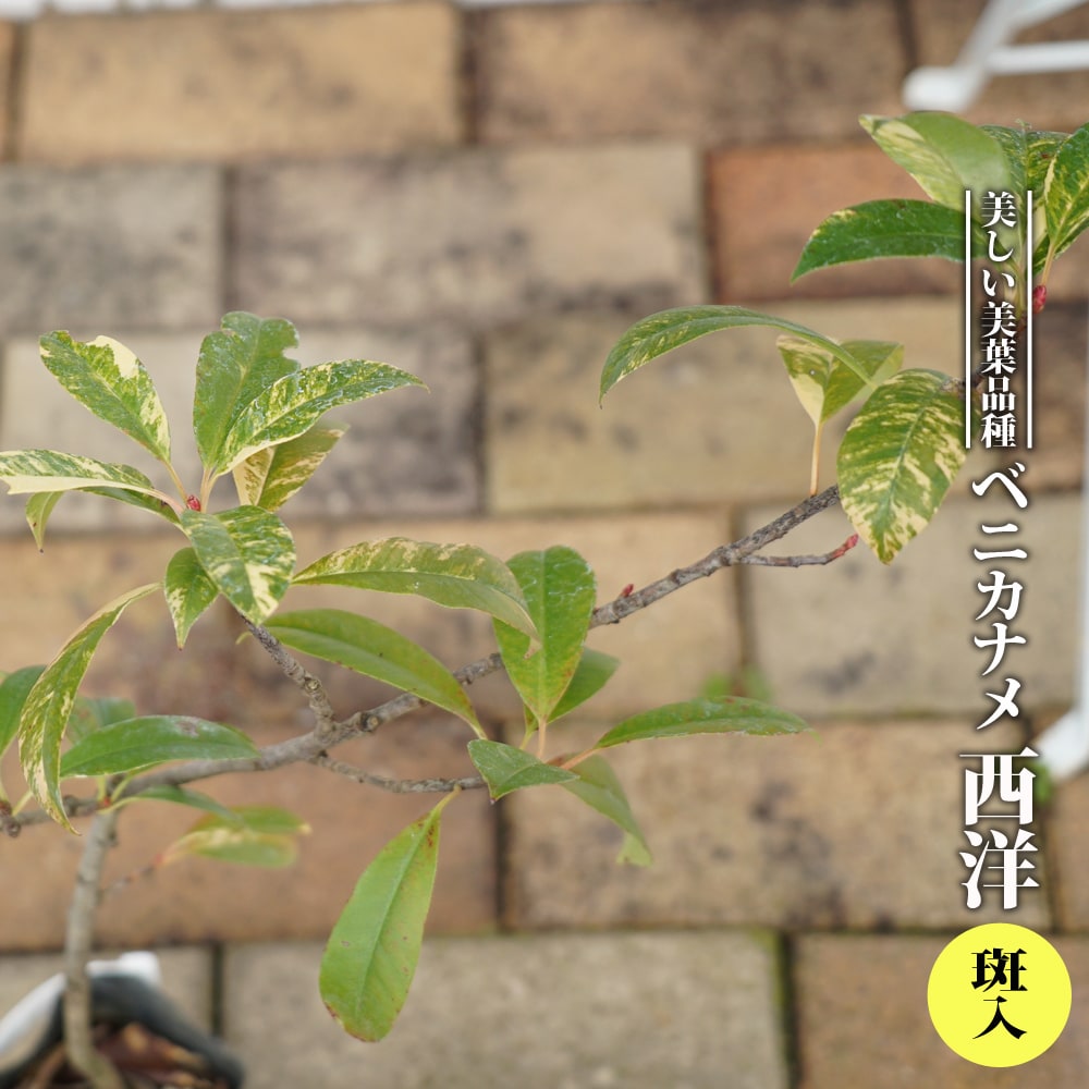 ベニカナメ 西洋 斑入 
