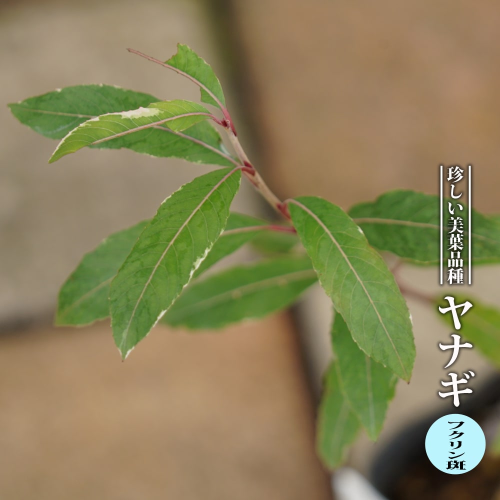 ヤナギ フクリン斑 