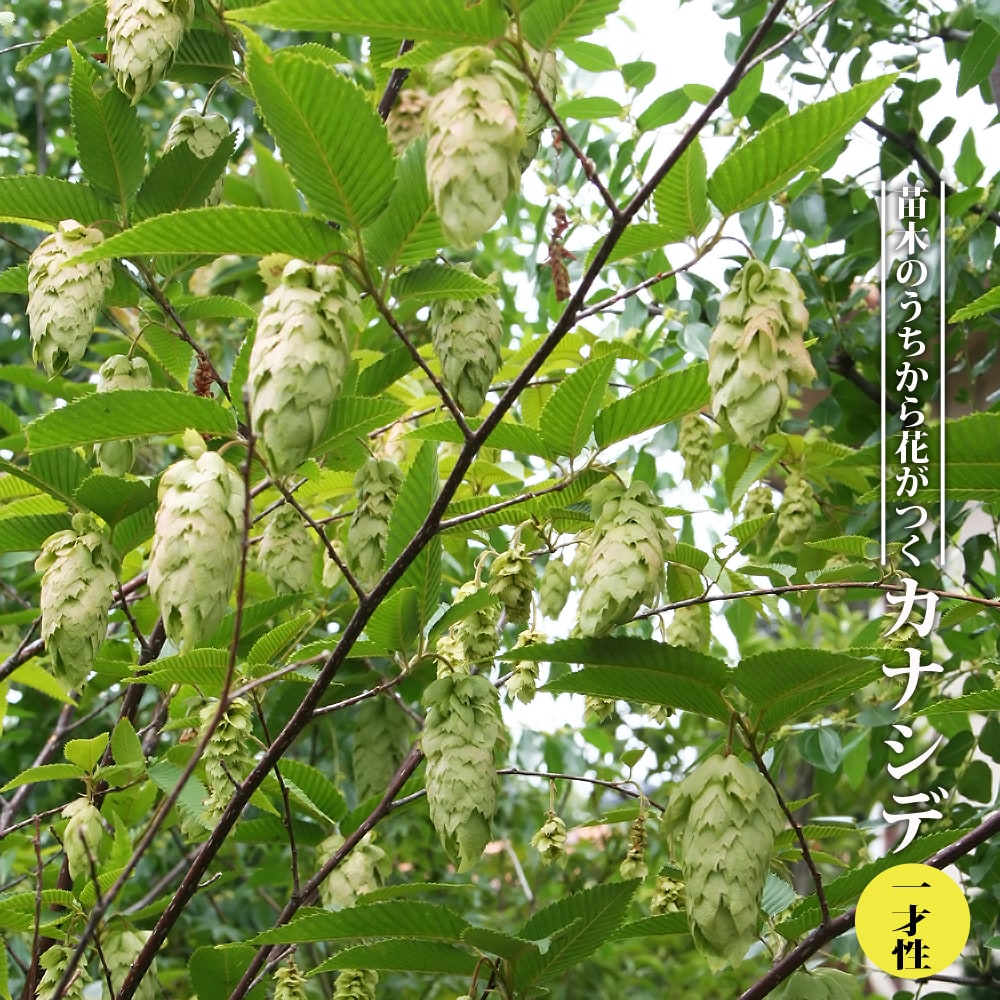 カナシデ 一才性 